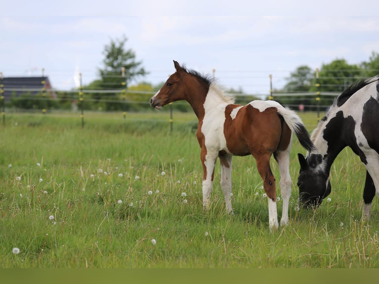 Pintos Hengst Fohlen (03/2025) 165 cm Tobiano-alle-Farben in Wanderup
