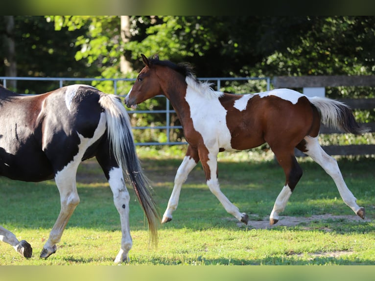 Pintos Hengst Fohlen (03/2025) 165 cm Tobiano-alle-Farben in Wanderup