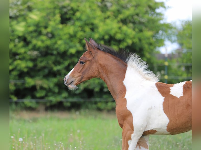 Pintos Hengst Fohlen (03/2025) 165 cm Tobiano-alle-Farben in Wanderup