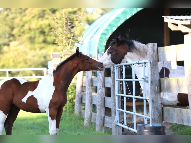 Pintos Hengst Fohlen (03/2025) 165 cm Tobiano-alle-Farben in Wanderup