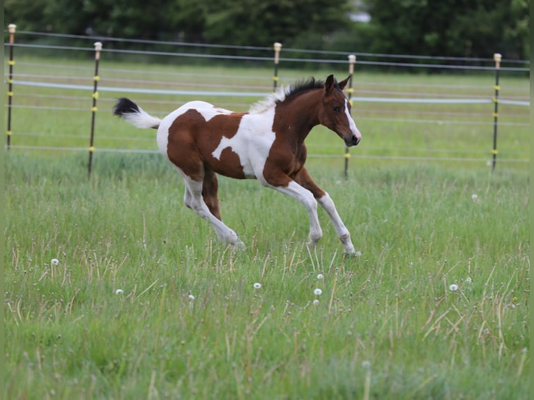 Pintos Hengst Fohlen (03/2025) 165 cm Tobiano-alle-Farben in Wanderup