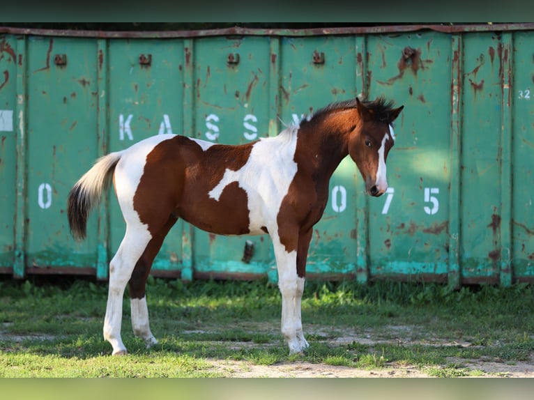 Pintos Hengst Fohlen (03/2025) 165 cm Tobiano-alle-Farben in Wanderup