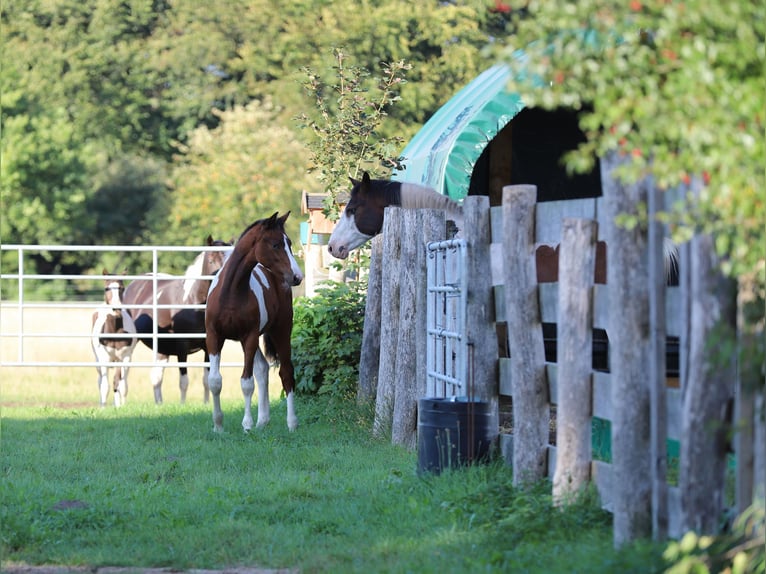 Pintos Hengst Fohlen (03/2025) 165 cm Tobiano-alle-Farben in Wanderup