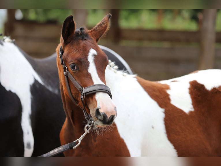 Pintos Hengst Fohlen (03/2025) 165 cm Tobiano-alle-Farben in Wanderup