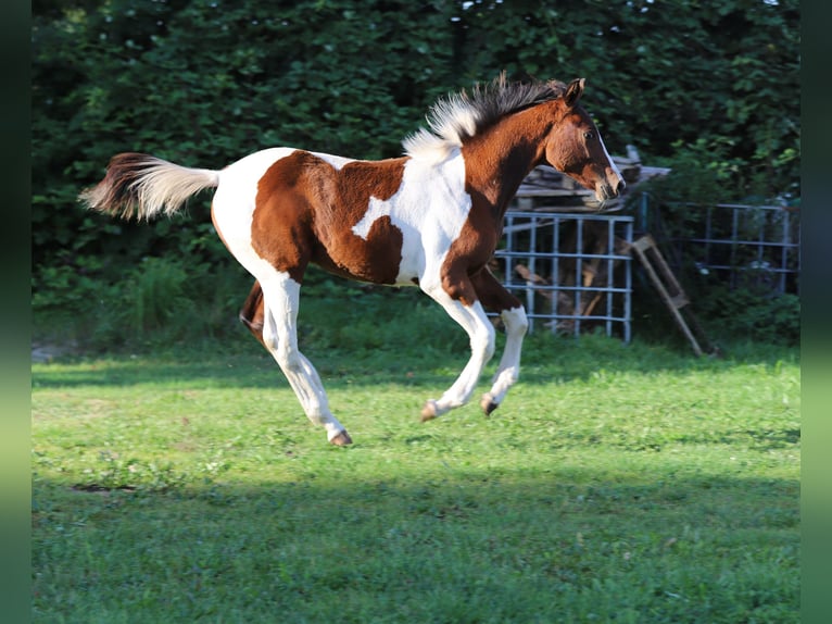 Pintos Hengst Fohlen (03/2025) 165 cm Tobiano-alle-Farben in Wanderup