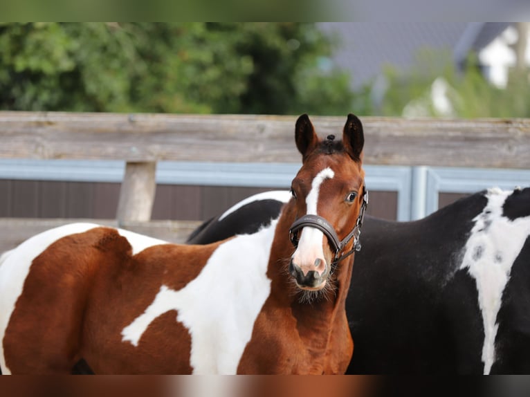 Pintos Hengst Fohlen (03/2025) 165 cm Tobiano-alle-Farben in Wanderup