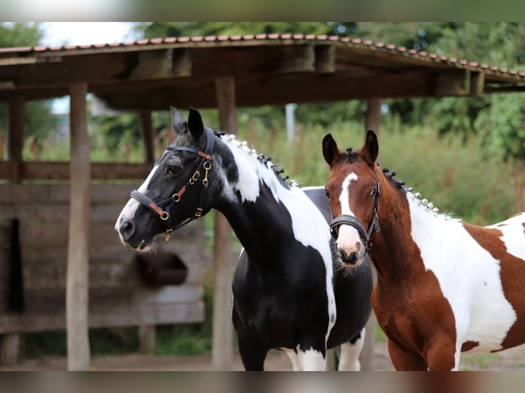 Pintos Hengst Fohlen (03/2025) 165 cm Tobiano-alle-Farben in Wanderup