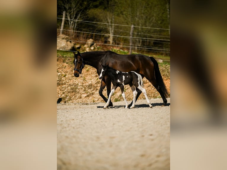 Pintos Hengst  168 cm Schecke in Altmelon