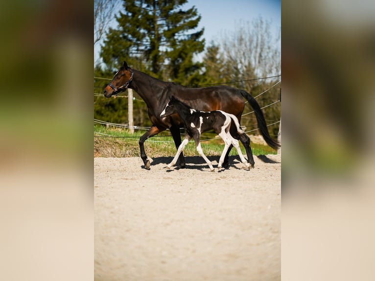 Pintos Hengst  168 cm Schecke in Altmelon