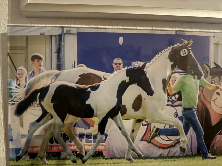 Pintos Hengst Gevlekt-paard in Friesoythe