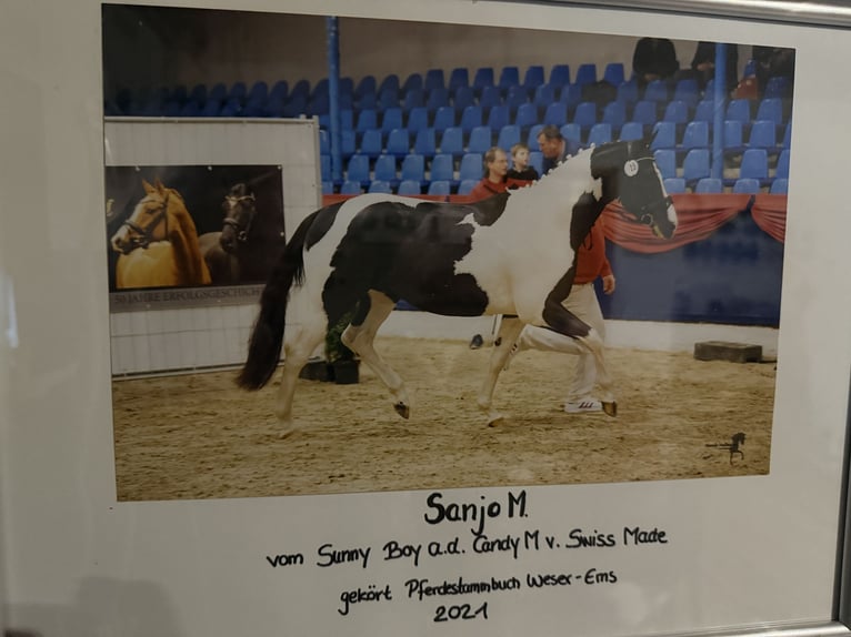 Pintos Hengst Gevlekt-paard in Friesoythe