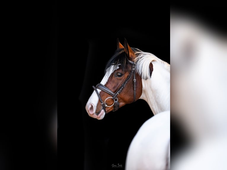 Pintos Hengst Gevlekt-paard in Aukrug