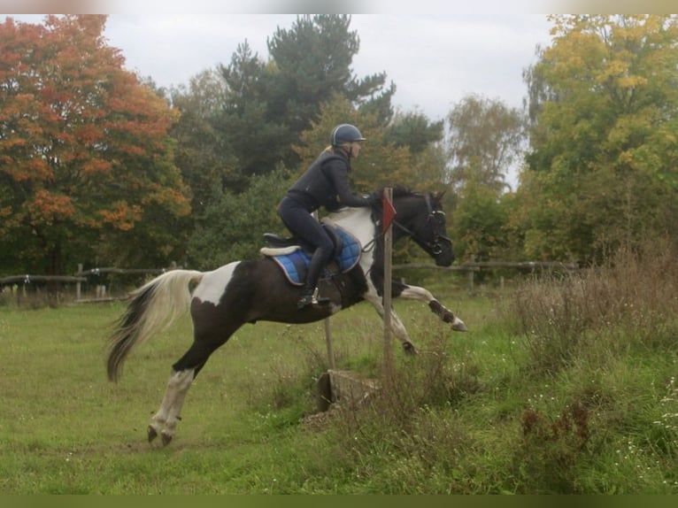 Pintos Hengst Gevlekt-paard in Luckau
