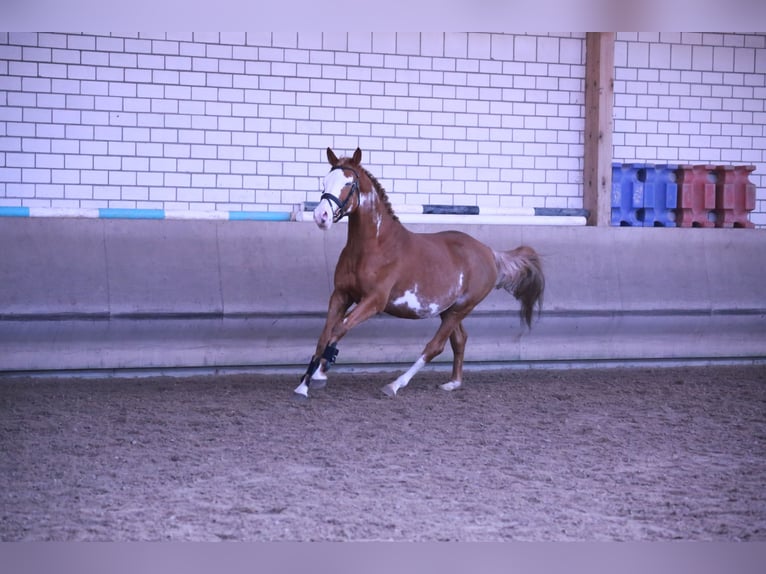 Pintos Hengst Overo-alle-Farben in HeideblickLuckau