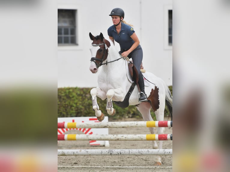 Pintos Hengst Schecke in Aukrug