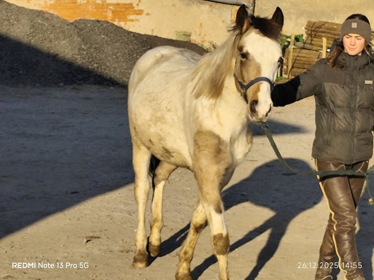 Pintos Mix Hengst Veulen (01/2025) 152 cm Tobiano-alle-kleuren in Buchen (Odenwald)