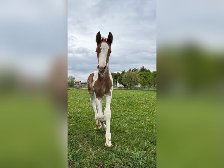 Pintos Mix Hengst  160 cm Gevlekt-paard in Geretsberg