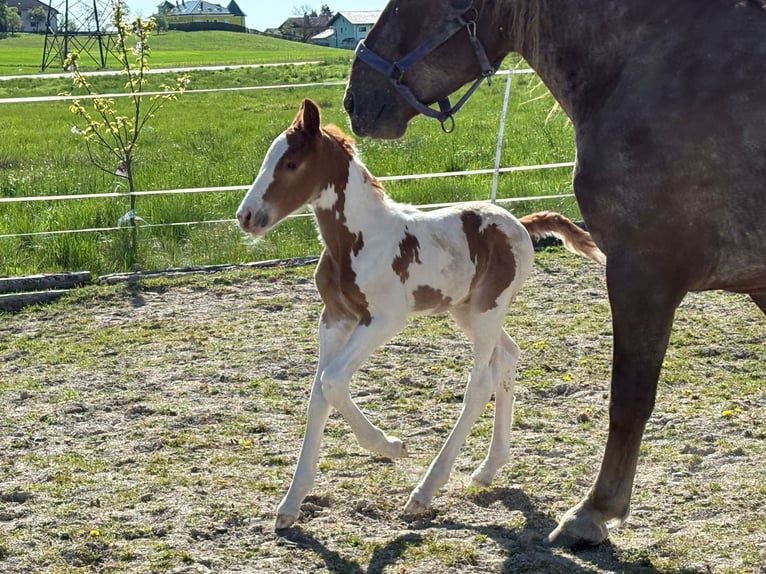 Pintos Mix Hengst  160 cm Gevlekt-paard in Geretsberg