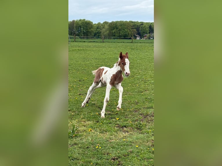 Pintos Mix Hengst  160 cm Gevlekt-paard in Geretsberg