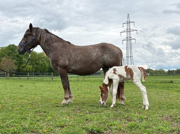 Pintos Mix Hengst  160 cm Gevlekt-paard in Geretsberg