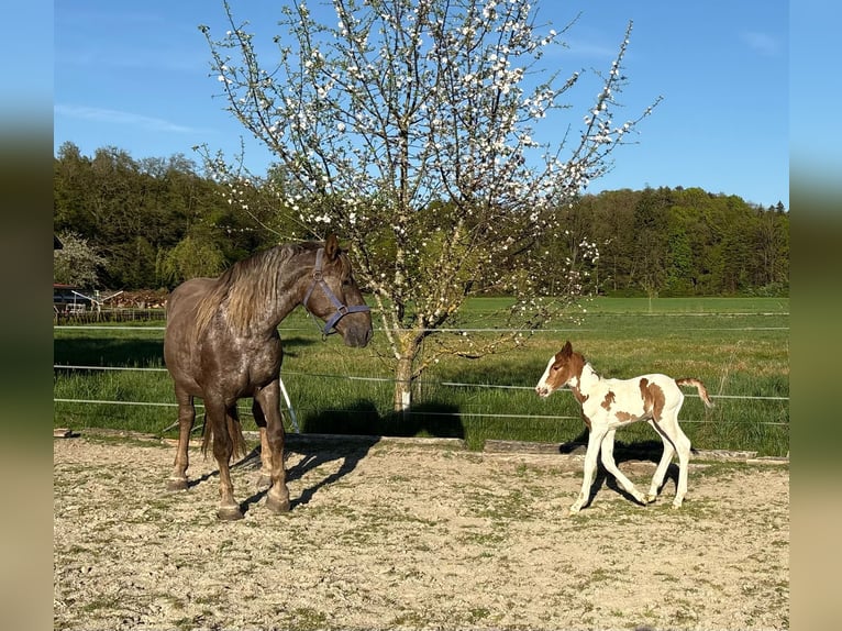 Pintos Mix Hengst  160 cm Gevlekt-paard in Geretsberg