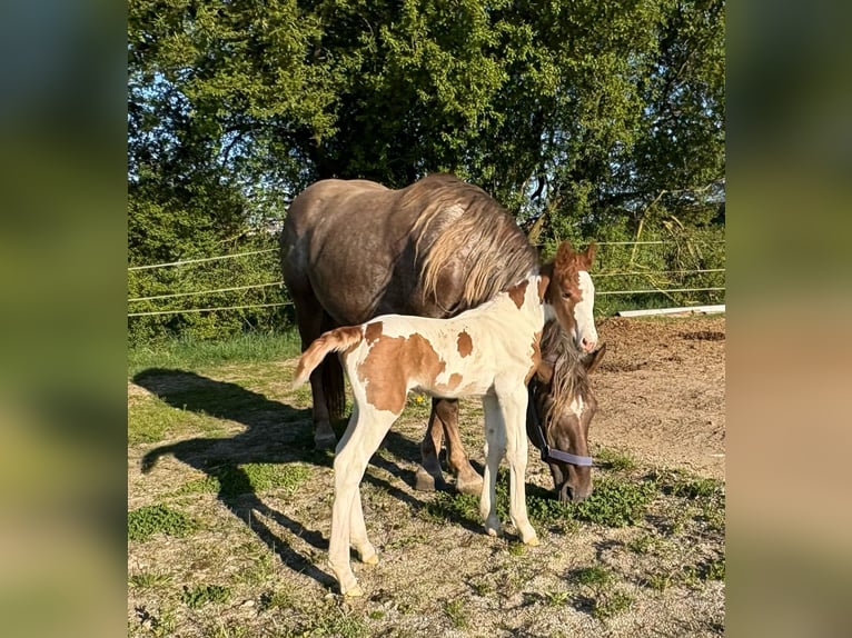 Pintos Mix Hengst  160 cm Gevlekt-paard in Geretsberg