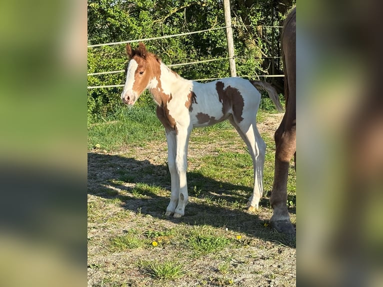 Pintos Mix Hengst  160 cm Gevlekt-paard in Geretsberg