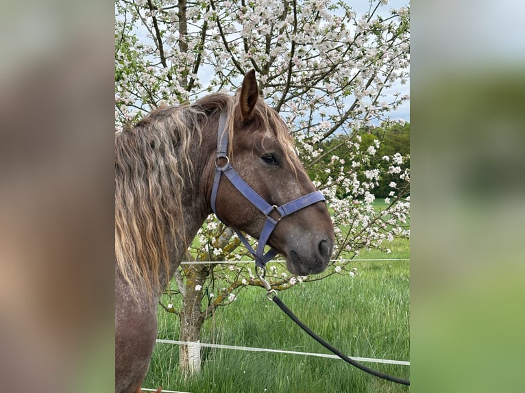 Pintos Mix Hengst  160 cm Gevlekt-paard in Geretsberg