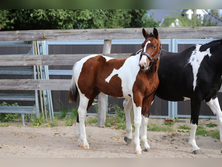 Pintos Hengst Veulen (03/2025) 165 cm Tobiano-alle-kleuren in Wanderup