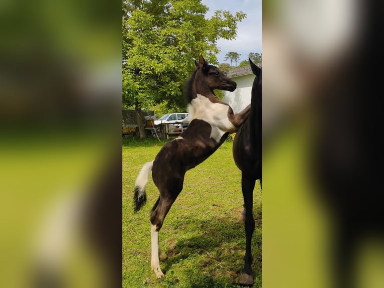 Pintos Hengst Veulen (04/2026) Gevlekt-paard in Zaldibar