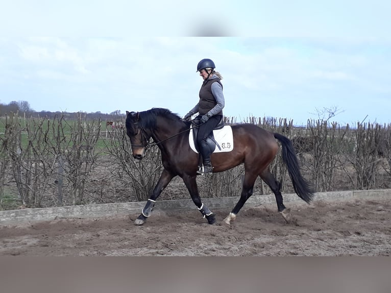 Pintos Hongre 10 Ans 157 cm Isabelle in L&#xFC;tjenburg