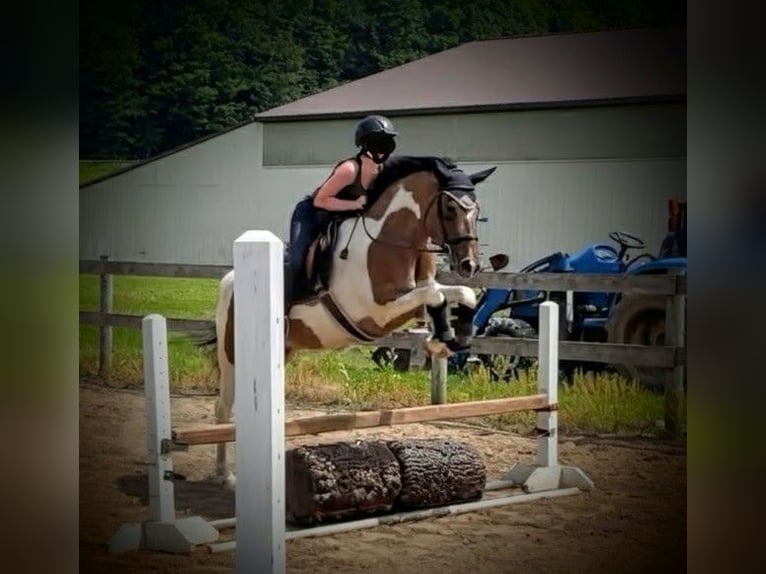 Pintos Hongre 10 Ans 163 cm Buckskin in Elbridge
