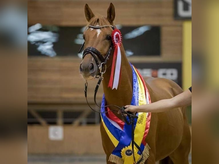 Pintos Hongre 11 Ans 160 cm Alezan in Golling