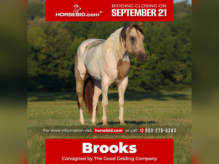 Pintos Hongre 11 Ans Buckskin in Athens