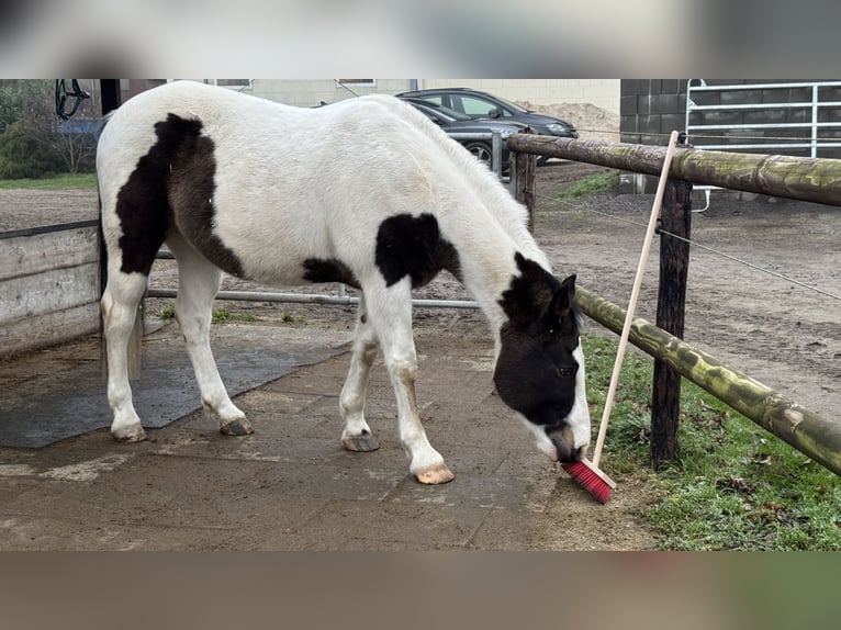 Pintos Croisé Hongre 13 Ans 158 cm Pinto in Straelen