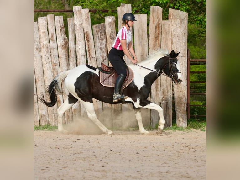 Pintos Hongre 14 Ans 157 cm Pinto in Athens