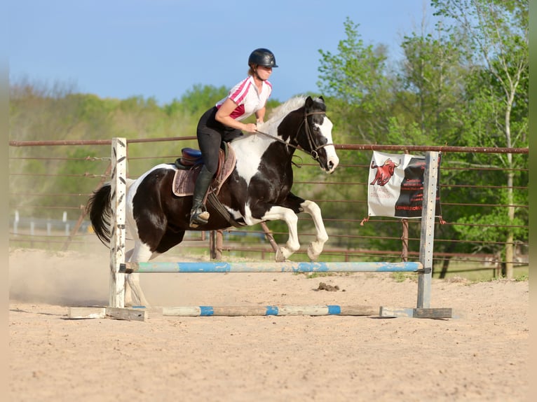 Pintos Hongre 14 Ans 157 cm Pinto in Athens