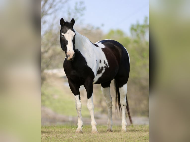 Pintos Hongre 14 Ans 157 cm Pinto in Athens