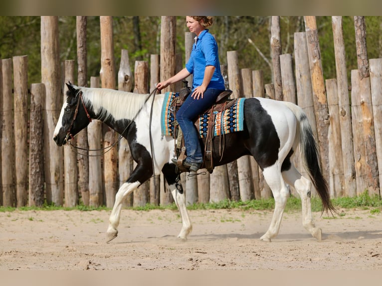 Pintos Hongre 14 Ans 157 cm Pinto in Athens