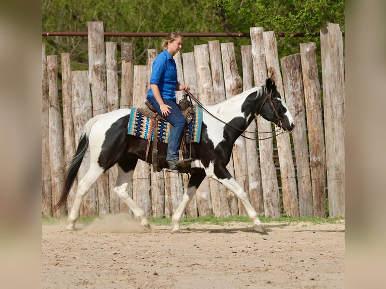 Pintos Hongre 14 Ans 157 cm Pinto in Athens