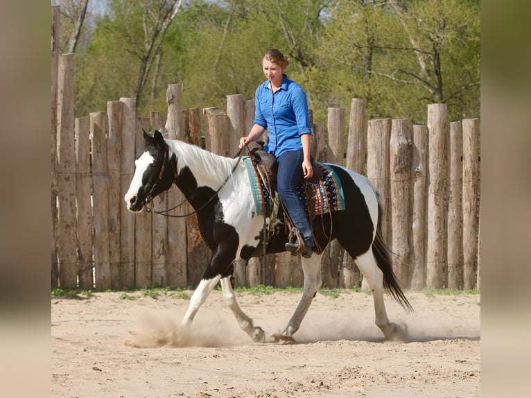 Pintos Hongre 14 Ans 157 cm Pinto in Athens