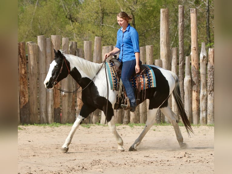 Pintos Hongre 14 Ans 157 cm Pinto in Athens