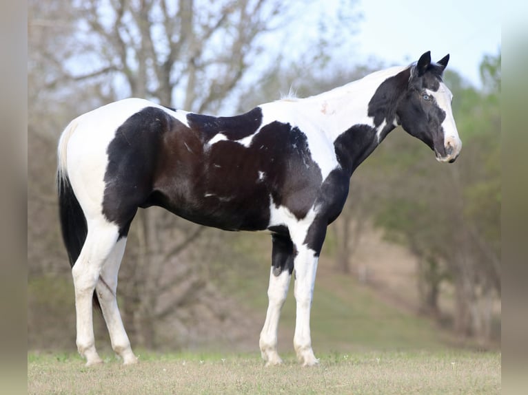 Pintos Hongre 14 Ans 157 cm Pinto in Athens