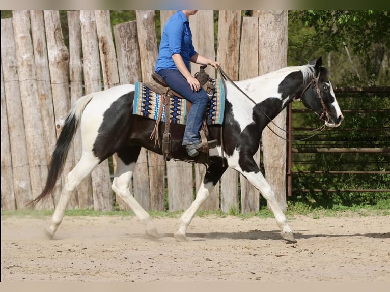 Pintos Hongre 14 Ans Pinto in Athens