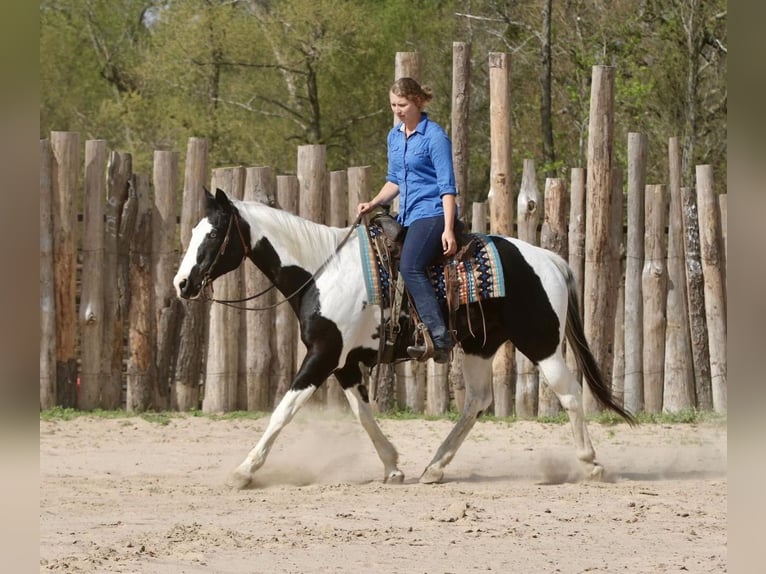 Pintos Hongre 14 Ans Pinto in Athens