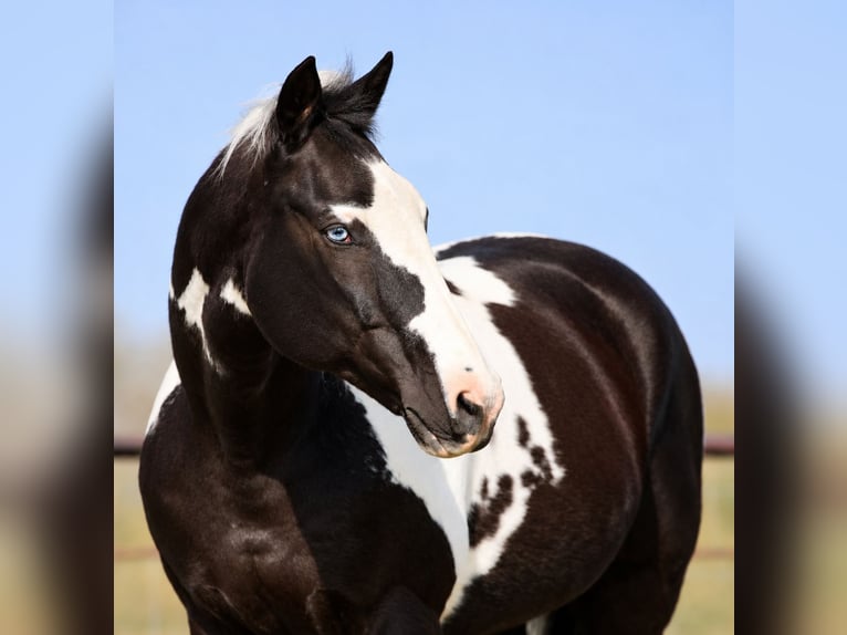 Pintos Hongre 14 Ans Pinto in Athens