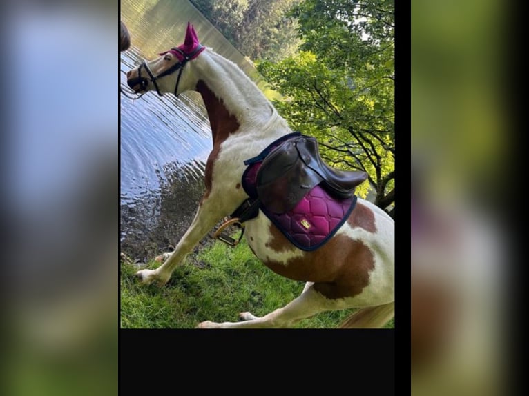 Pintos Hongre 15 Ans 150 cm Pinto in Bad Gottleuba-Berggießhübel