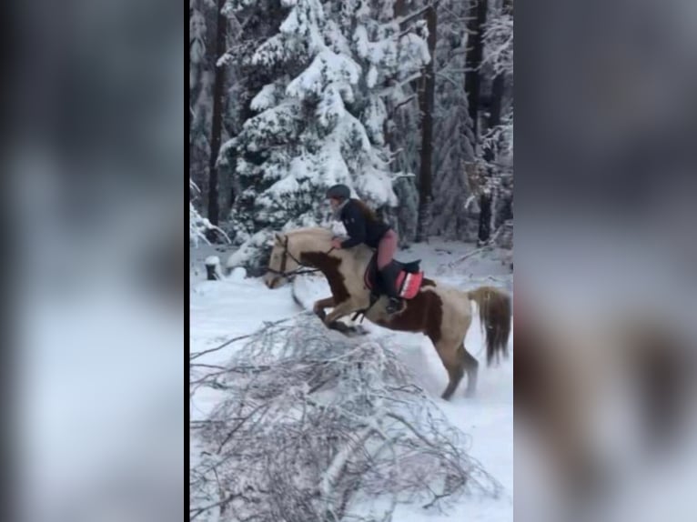 Pintos Hongre 15 Ans 150 cm Pinto in Bad Gottleuba-Berggießhübel