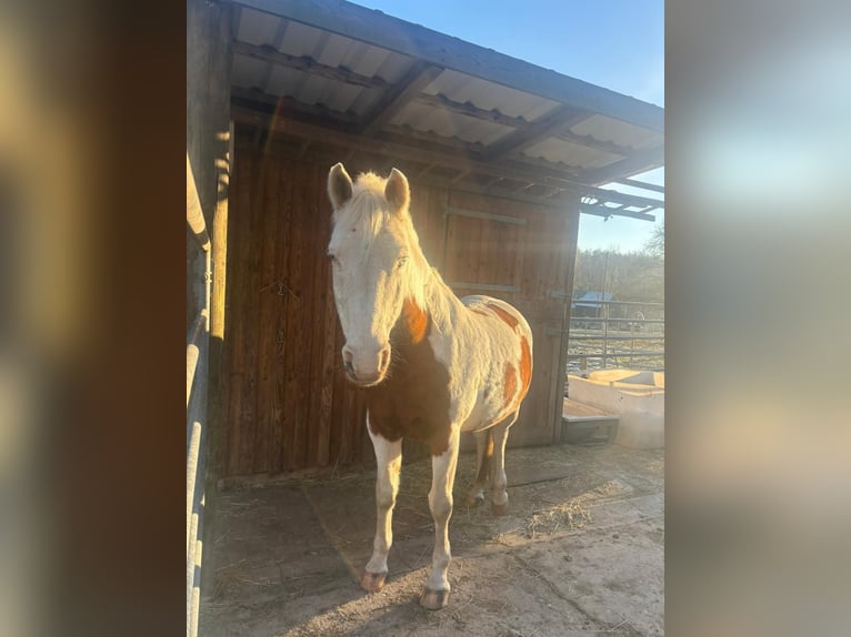 Pintos Hongre 15 Ans 150 cm Pinto in Bad Gottleuba-Berggießhübel