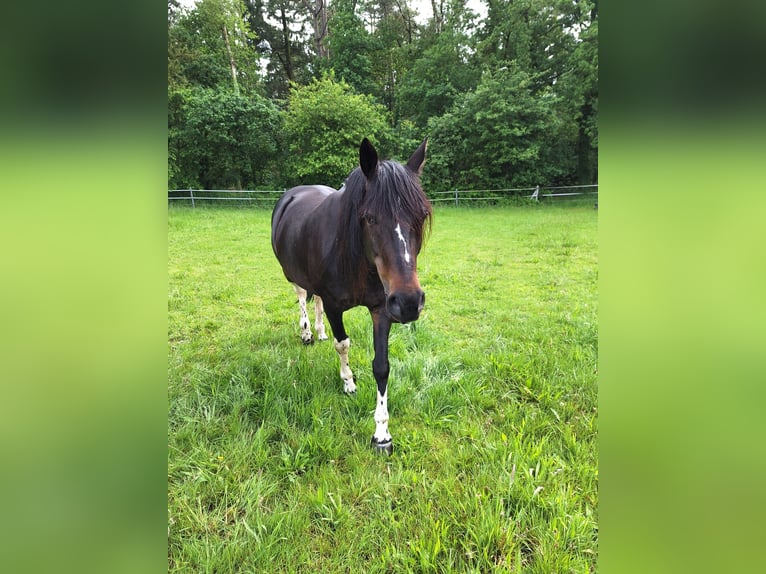 Pintos Hongre 15 Ans 156 cm Bai in Cuxhaven